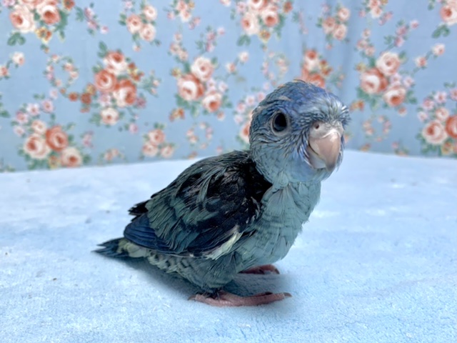 サザナミインコ