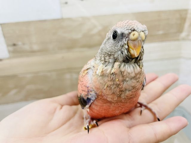 アキクサインコ（秋草インコ）