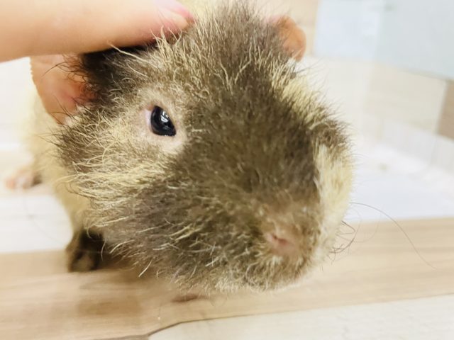 ウェアウルフ（スキニーギニアピッグ）