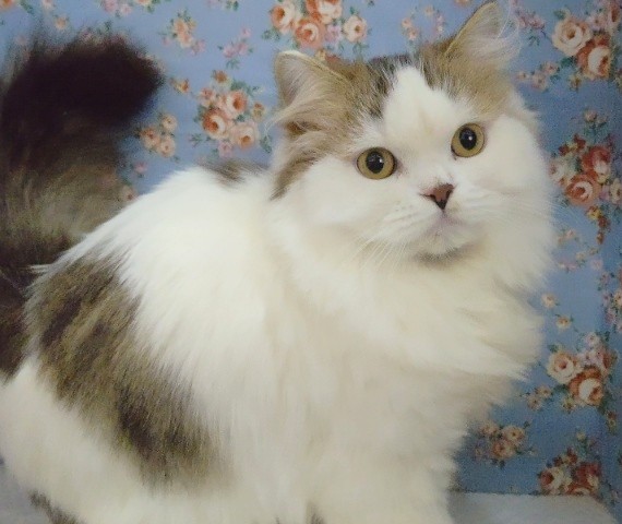 スコティッシュフォールド