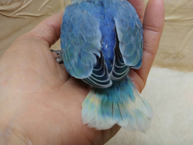 コザクラインコ（小桜インコ）