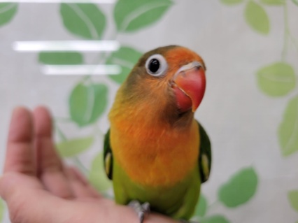 キエリボタンインコ