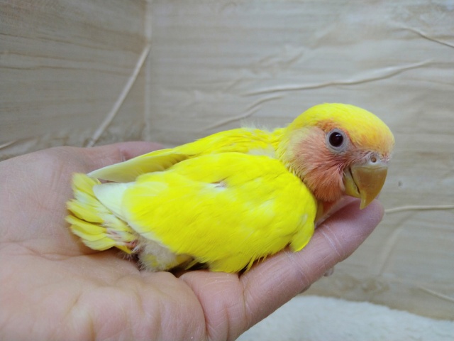 コザクラインコ（小桜インコ）