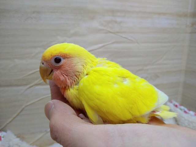 コザクラインコ（小桜インコ）