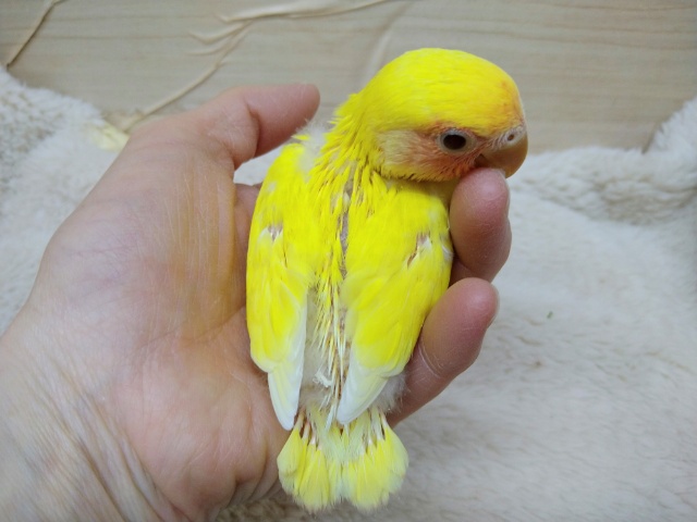 コザクラインコ（小桜インコ）