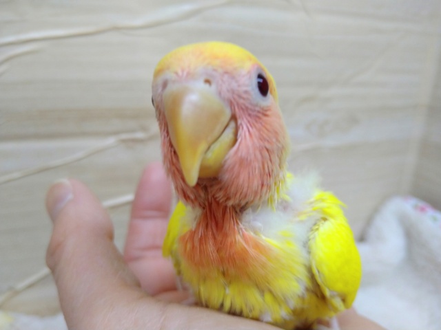 コザクラインコ（小桜インコ）