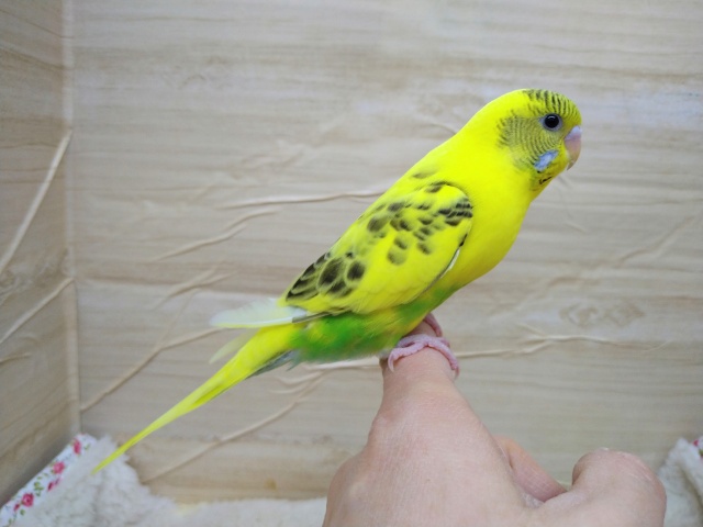 セキセイインコ