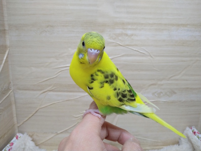 セキセイインコ