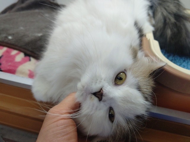 スコティッシュフォールド