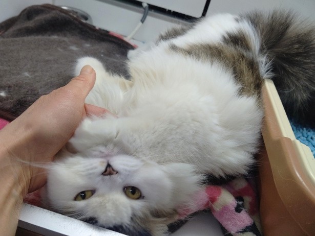 スコティッシュフォールド