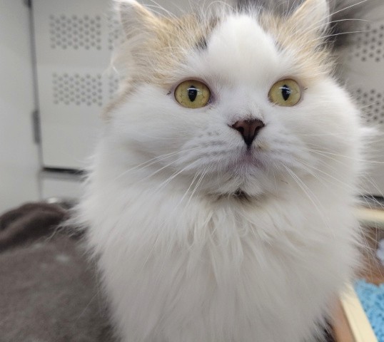 スコティッシュフォールド