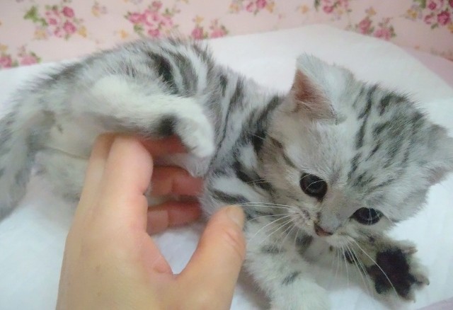 アメリカンショートヘア