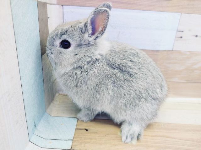 ネザーランドドワーフ