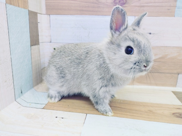 ネザーランドドワーフ