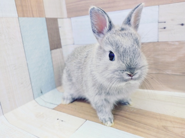 ネザーランドドワーフ