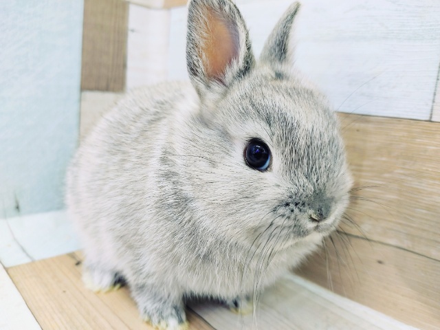 ネザーランドドワーフ