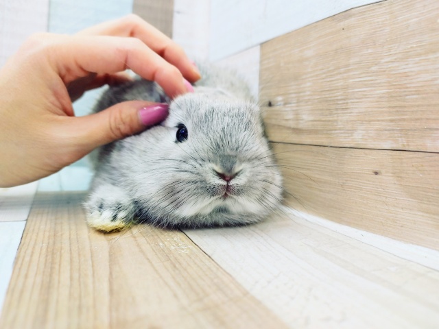 ネザーランドドワーフ