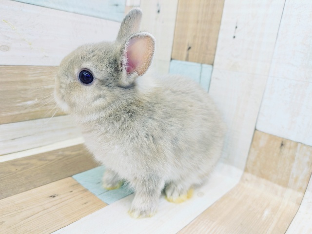 ネザーランドドワーフ