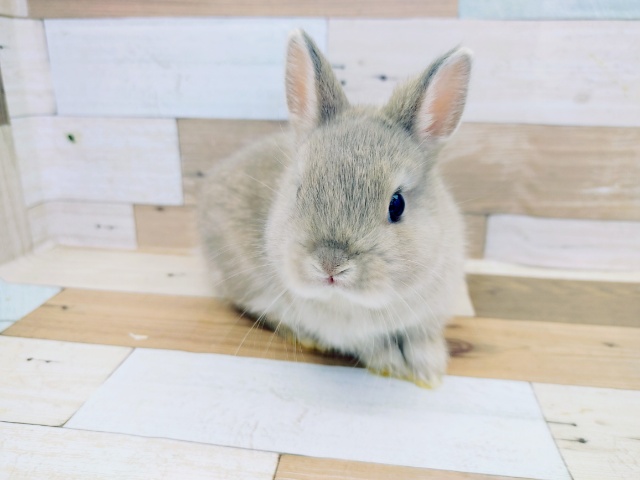 ネザーランドドワーフ