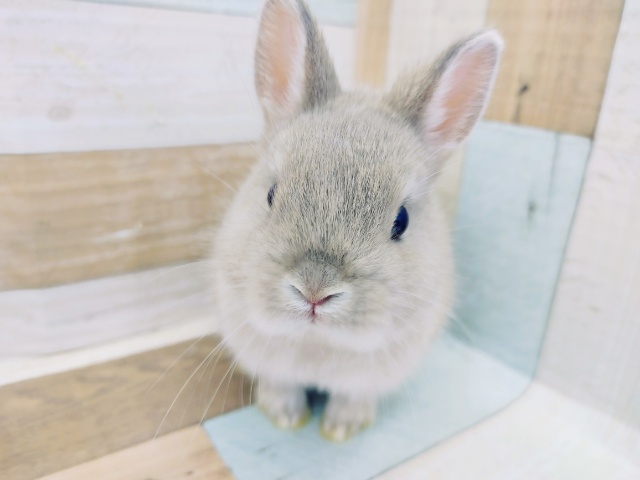 ネザーランドドワーフ