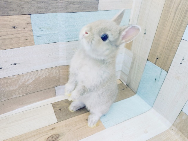 ネザーランドドワーフ