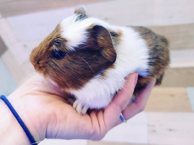 クレステッドモルモット