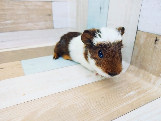 クレステッドモルモット