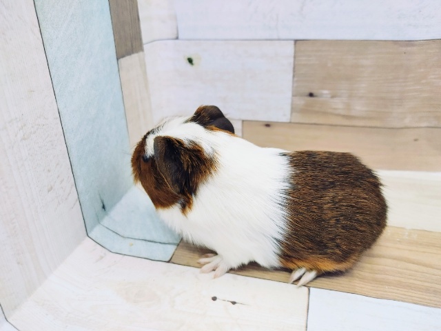 クレステッドモルモット