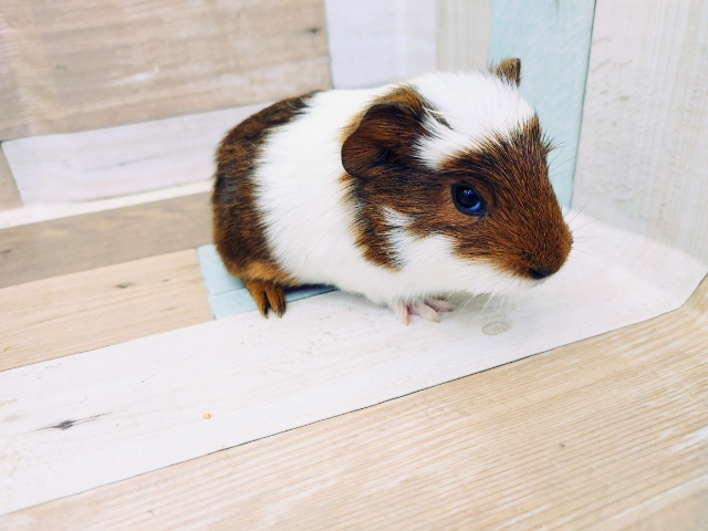 クレステッドモルモット