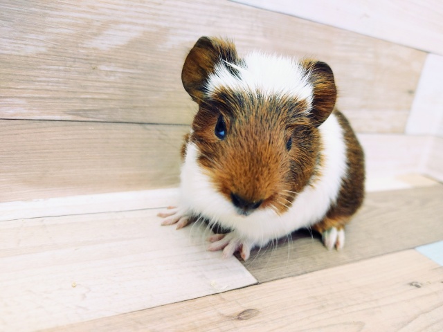 クレステッドモルモット