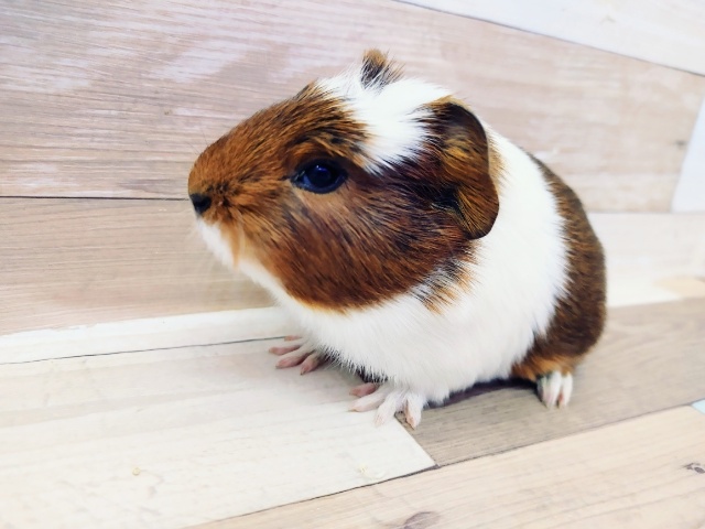 クレステッドモルモット