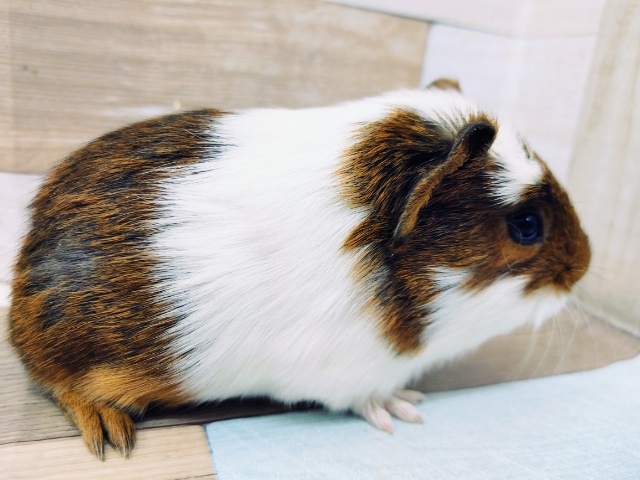 クレステッドモルモット