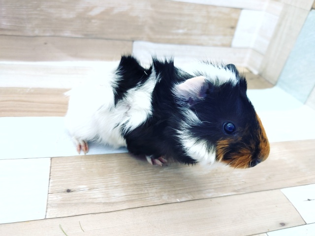 アビシニアンモルモット