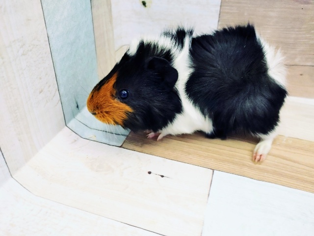 アビシニアンモルモット