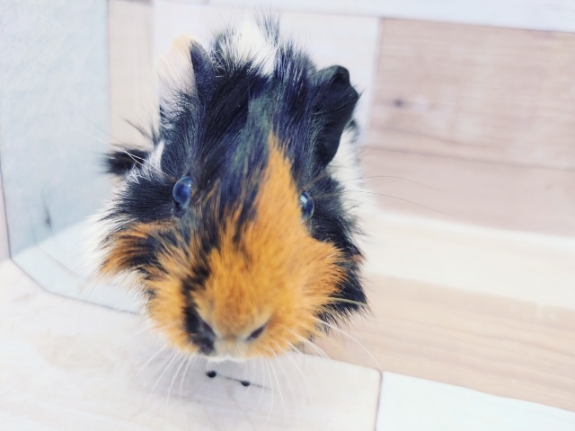 アビシニアンモルモット