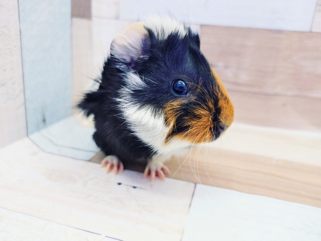 アビシニアンモルモット