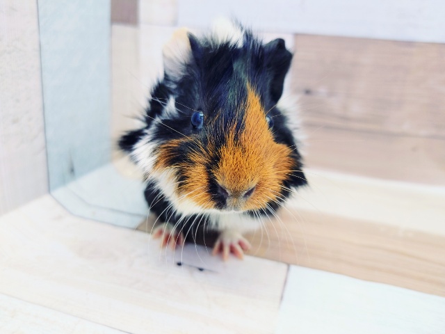 アビシニアンモルモット