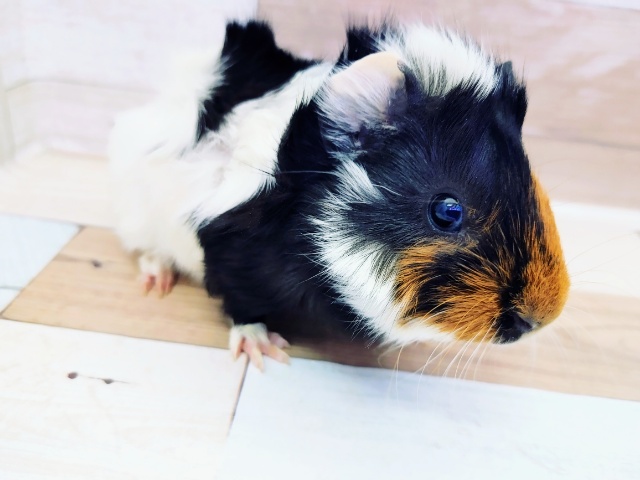 アビシニアンモルモット