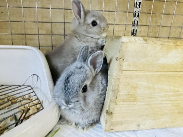 ネザーランドドワーフ