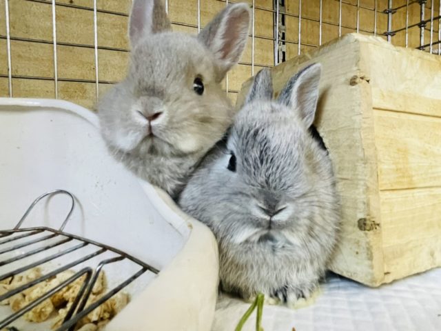 ネザーランドドワーフ