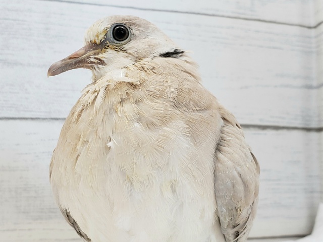 ジュズカケバト