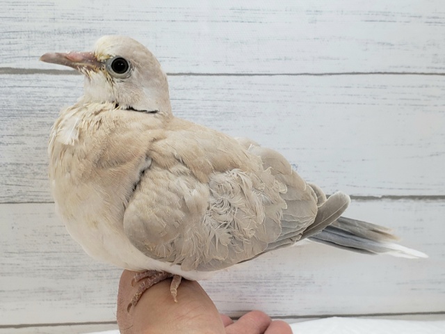 ジュズカケバト