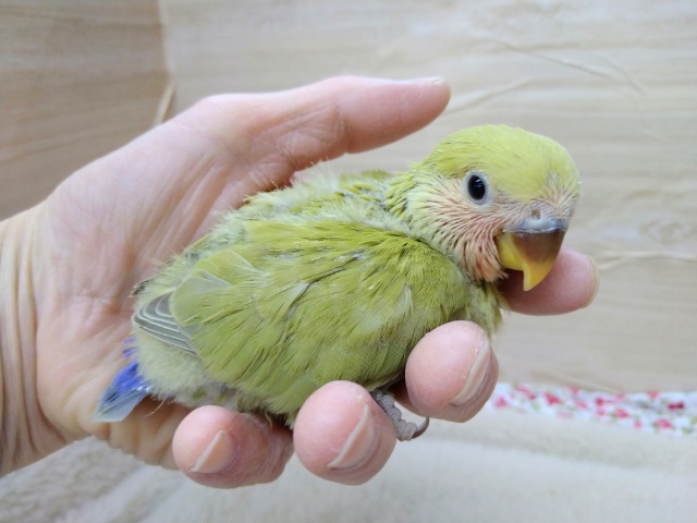 コザクラインコ（小桜インコ）