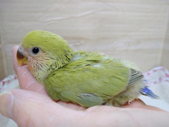 コザクラインコ（小桜インコ）