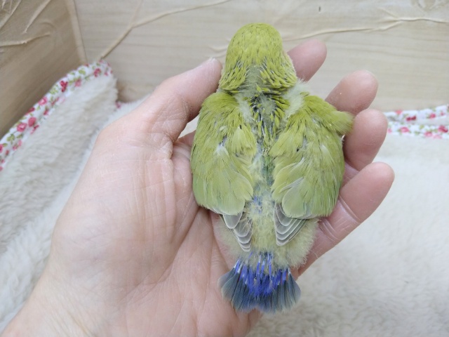 コザクラインコ（小桜インコ）