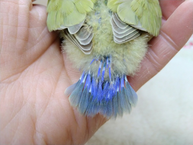 コザクラインコ（小桜インコ）