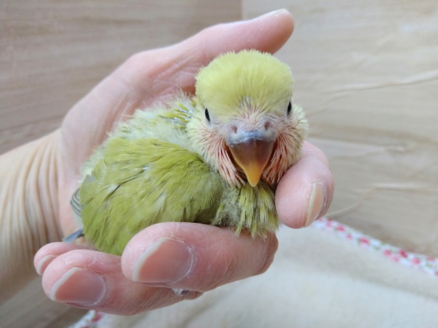 コザクラインコ（小桜インコ）