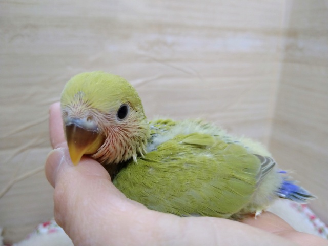 コザクラインコ（小桜インコ）