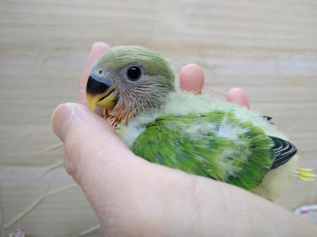 コザクラインコ（小桜インコ）