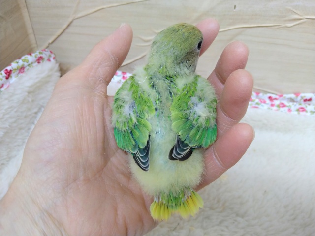 コザクラインコ（小桜インコ）